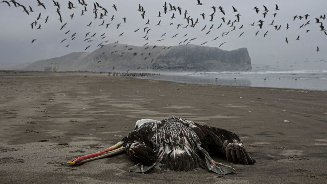 Un pelícano sospechoso de haber muerto a causa de la gripe aviar H5N1 es visto en una playa de Lima el 1 de diciembre de 2022. Crédito: Ernesto Benavides/AFP/Getty Images