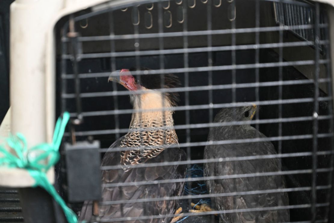 Dos pájaros rescatados después de una redada en la prisión de El Infiernito en Escuintla, Guatemala, el 2 de junio de 2024.