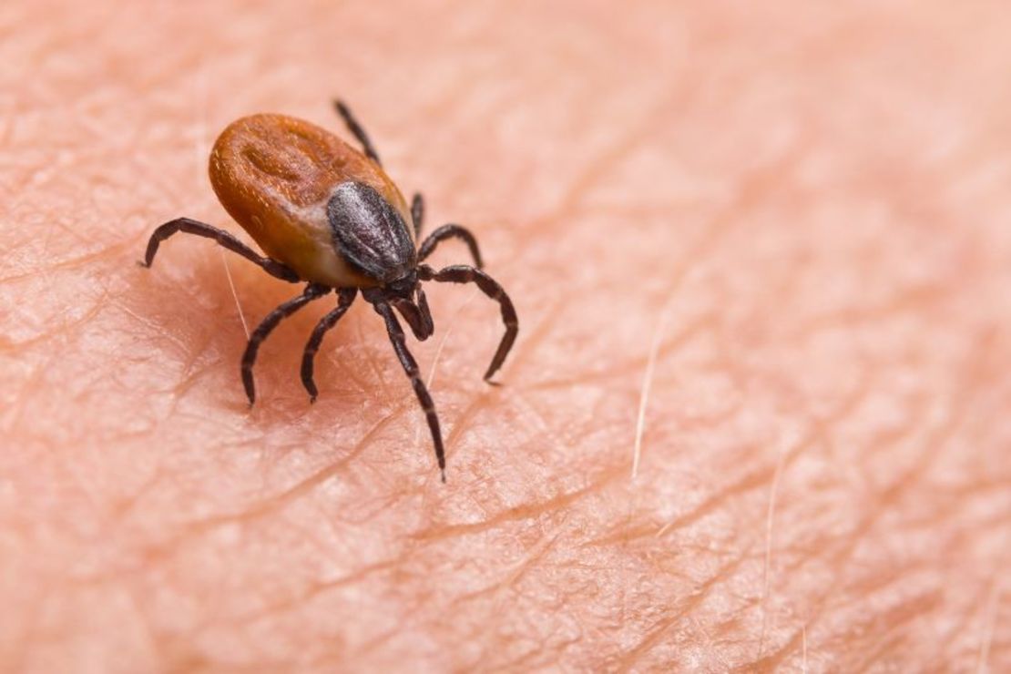 Los insectos pueden ser portadores de enfermedades como el Lyme y el virus del Nilo Occidental. Crédito: Ladislav Kubeš/iStockphoto/Getty Images