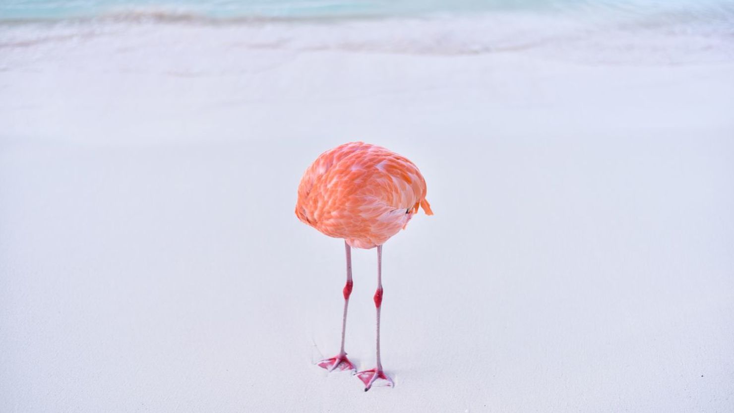 El flamenco en cuestión: emplumado, ágil, aparentemente sin cabeza, con forma de barra de pan. Pero un pájaro de verdad. Crédito: Miles Astray