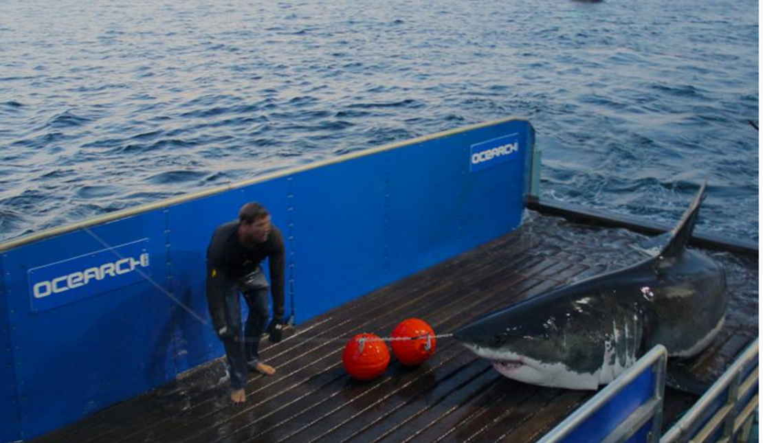 A Mary Lee le pusieron un dispositivo rastreador en 2012. Foto: OCEARCH