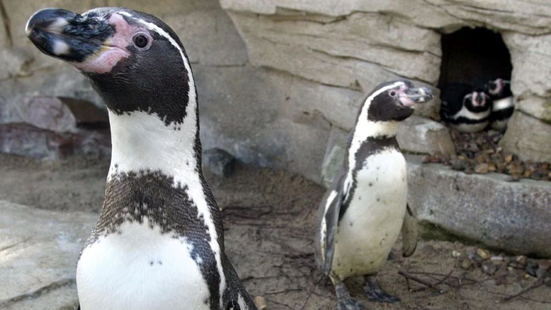 Dos pingüinos hembra frente a una cavidad donde se acurrucan dos parejas de pingüinos macho "Sechs Punkt" (Seis Puntas) y "Schraegstrich" (Tajo) en el zoo de Bremerhaven, donde viven tres parejas de pingüinos machos homosexuales, febrero de 2005. Aunque el zoo importó cuatro pingüinos hembra de un zoo sueco el pasado enero, los machos siguen sin mostrar interés por ellas.