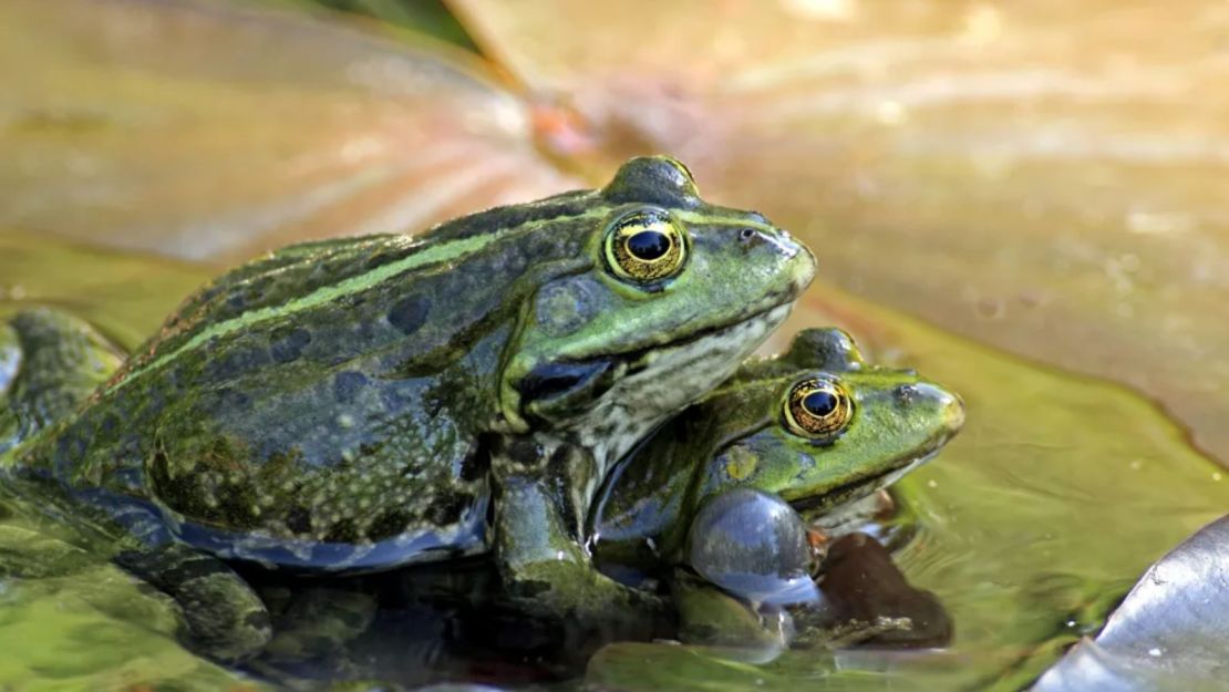 Dos machos adultos de rana comestible (Pelophylax kl. esculentus) en ensayo de apareamiento sobre hojas de nenúfar en el agua en Luisenpark, Alemania.