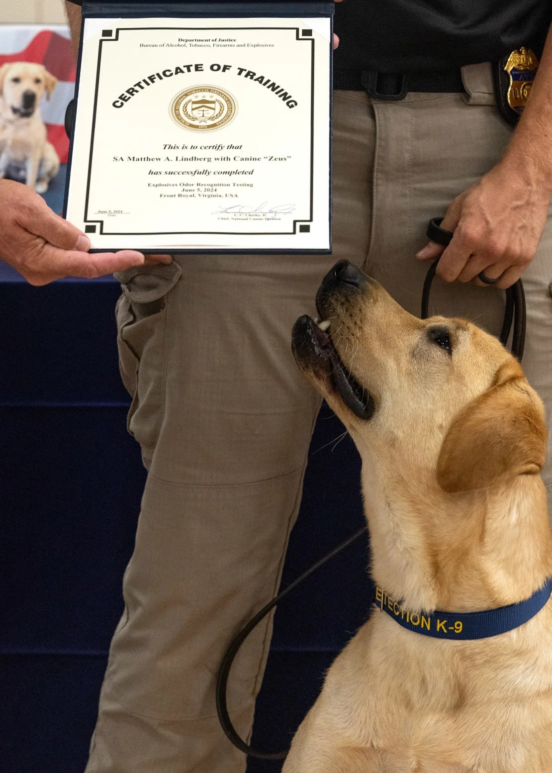 Zeus mira una certificación de adiestramiento para él y su adiestrador Matthew Lindberg.