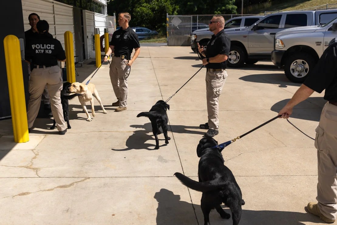 Perros adiestrados en la detección de explosivos y acelerantes, junto con sus adiestradores, se dirigen a una ceremonia de graduación en las instalaciones de la División Canina Nacional de la Agencia de Alcohol, Tabaco, Armas de Fuego y Explosivos en Front Royal, Virginia, el viernes 21 de junio de 2024. Los caninos recién graduados serán utilizados por diversas divisiones de la ATF en todo el país.