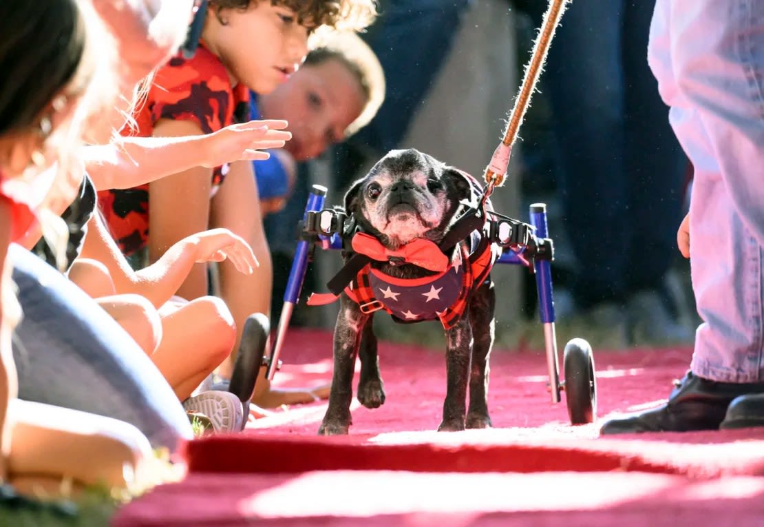 Rome, un pug de 14 años, se pasea por la alfombra roja durante el concurso anual del Perro más feo del mundo. Quedó en segundo lugar.