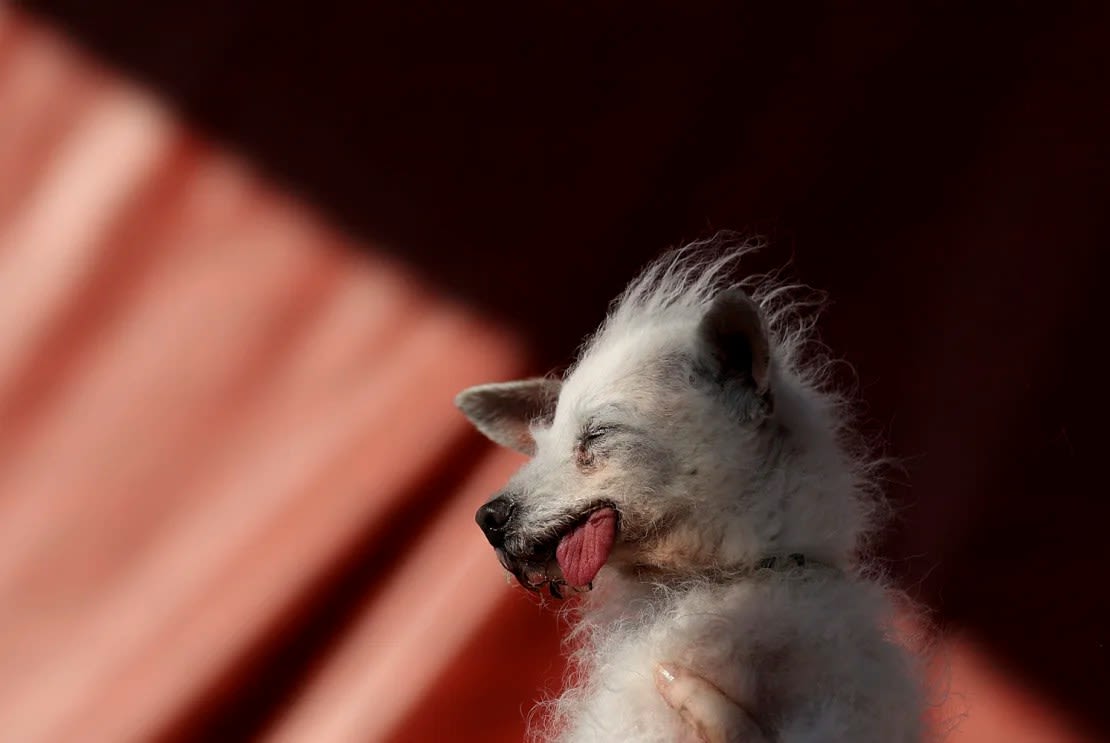 Daisy Mae quedó en tercer lugar.