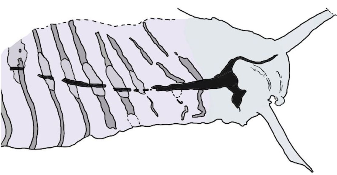 Un dibujo interpretativo de la cabeza de la pikaia gracilens de un espécimen fósil del Museo Nacional Smithsonian de Historia Natural destaca una parte engrosada del cordón nervioso dorsal. El descubrimiento de otros sistemas nerviosos fosilizados del Cámbrico ayudó a los científicos a echar un nuevo vistazo a la organización de la la pikaia.