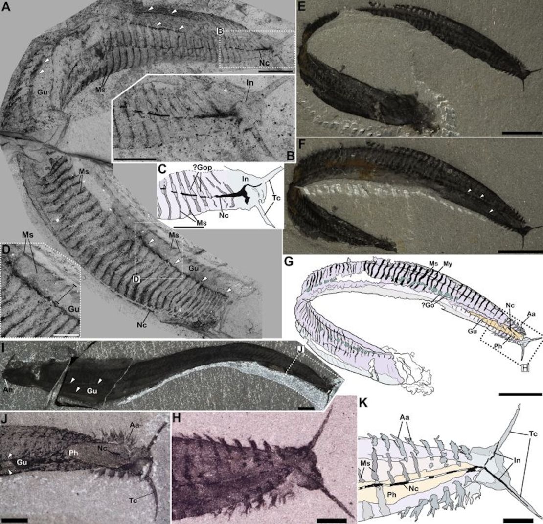 Las fotos comentadas muestran la nueva organización revisada de la pikaia gracilens. Las abreviaturas del recuadro C indican características clave en el fósil visto en el recuadro B: tentáculos en la cabeza de la pikaia (Tc); inervación (In); cordón nervioso dorsal (Nc); posibles gónadas (?Go); y miosepta, o fascia conectiva (Ms). El dibujo del recuadro G identifica las características del fósil del recuadro F: apéndices anteriores (Aa); cavidad de la faringe (Ph); canal intestinal (Gu); y miómeros o segmentos musculares (My). Los especímenes fósiles proceden del Smithsonian National Museum of Natural History, excepto el fósil del recuadro I, del Royal Ontario Museum.