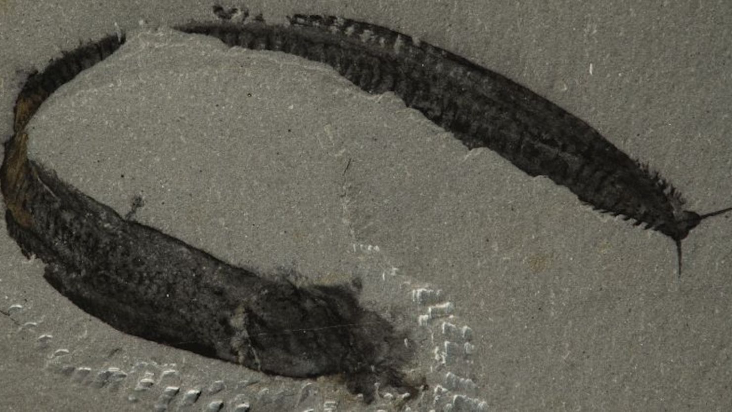 Un fósil de la pikaia gracilens (cabeza, a la derecha) del Museo Nacional Smithsonian de Historia Natural se ve boca arriba. Esta criatura marina extinta fue uno de los primeros animales en tener un precursor de columna vertebral.