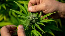 Plantas de cannabis en la granja de producción de la Asociación de Investigación de Cannabis Medicinal y Apoyo al Paciente (APEPI) en Paty dos Alferes, estado de Río de Janeiro, Brasil, el 9 de septiembre de 2021.  Crédito: MAURO PIMENTEL/AFP/Getty Images