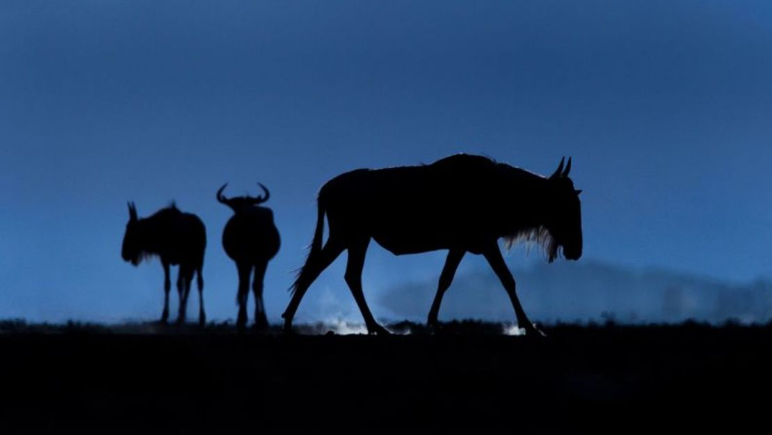 La iluminación es clave en el trabajo de du Toit. Aquí capta la silueta de un trío de gnus caminando por las llanuras de la región Amboseli de Kenya. Crédito: Greg du Toit