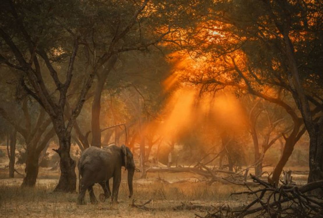 El aclamado fotógrafo Greg du Toit ha expuesto sus colecciones de arte sobre la vida silvestre en todo el mundo. Su serie más reciente, "The Enchanted Forest" (El bosque encantado), ganó en la categoría de fauna silvestre de los Fine Art Photography Awards. Crédito: Greg du Toit