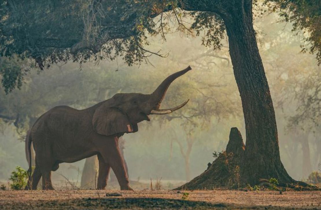 "Simplemente encontraba lugares en el bosque que funcionaran bien, donde hubiera una bonita ventana o por donde entrara una bonita luz, y me limitaba a esperar a que apareciera un elefante", explica du Toit sobre su proceso creativo. Crédito: Greg du Toit