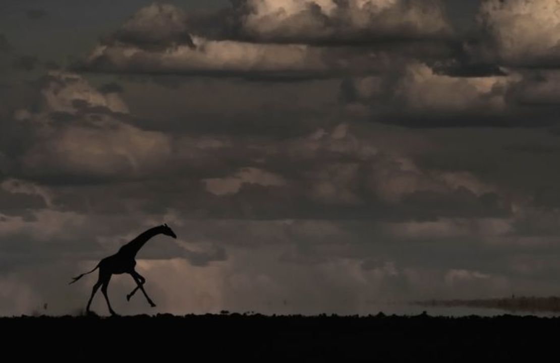 Una jirafa galopa bajo un cielo nublado en Amboseli. Crédito: Greg du Toit