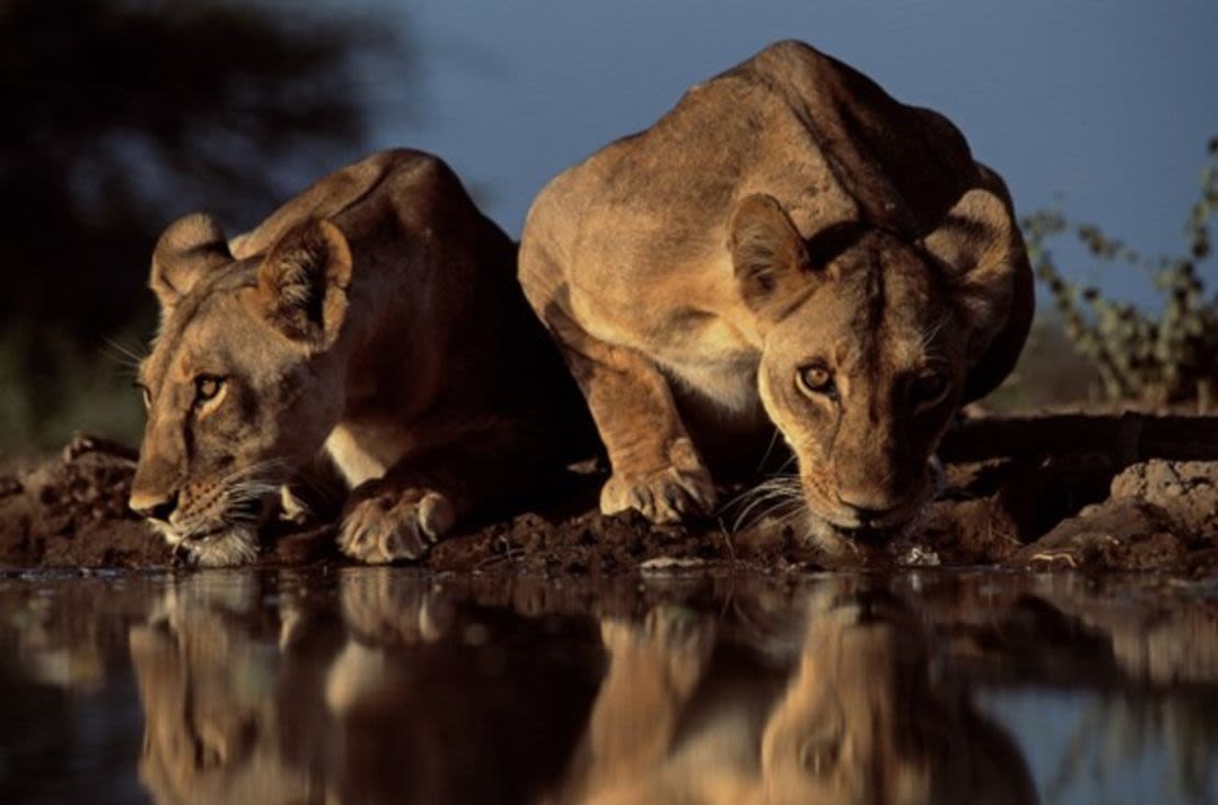 Du Toit tardó 16 meses en capturar esta imagen de leones en una charca del valle del Rift sur de Kenya. Crédito: Greg du Toit