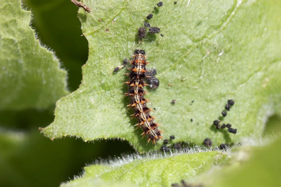 Los científicos concluyeron que el lugar de nacimiento de las mariposas estaba en Europa Occidental, en Norteamérica o África Occidental mediante el uso de un rastreo de isótopos que analiza la composición de las alas de las mariposas en busca de evidencia de los tipos de plantas que comieron cuando eran orugas. Crédito: Gerard Talavera.