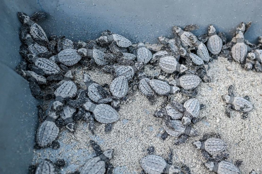 Tortugas golfinas (Lepidochelys olivacea), también conocidas como tortugas Lora, fotografiadas antes de ser liberadas en la playa de Punta Chame, a unos 100 km al sur de Ciudad de Panamá, el 13 de noviembre de 2022.