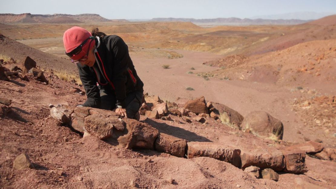 Claudia Marsicano descubrió el fósil de un antiguo depredador en el desierto de Namibia. Crédito: Roger M. H. Smith/Cortesía del Museo Field