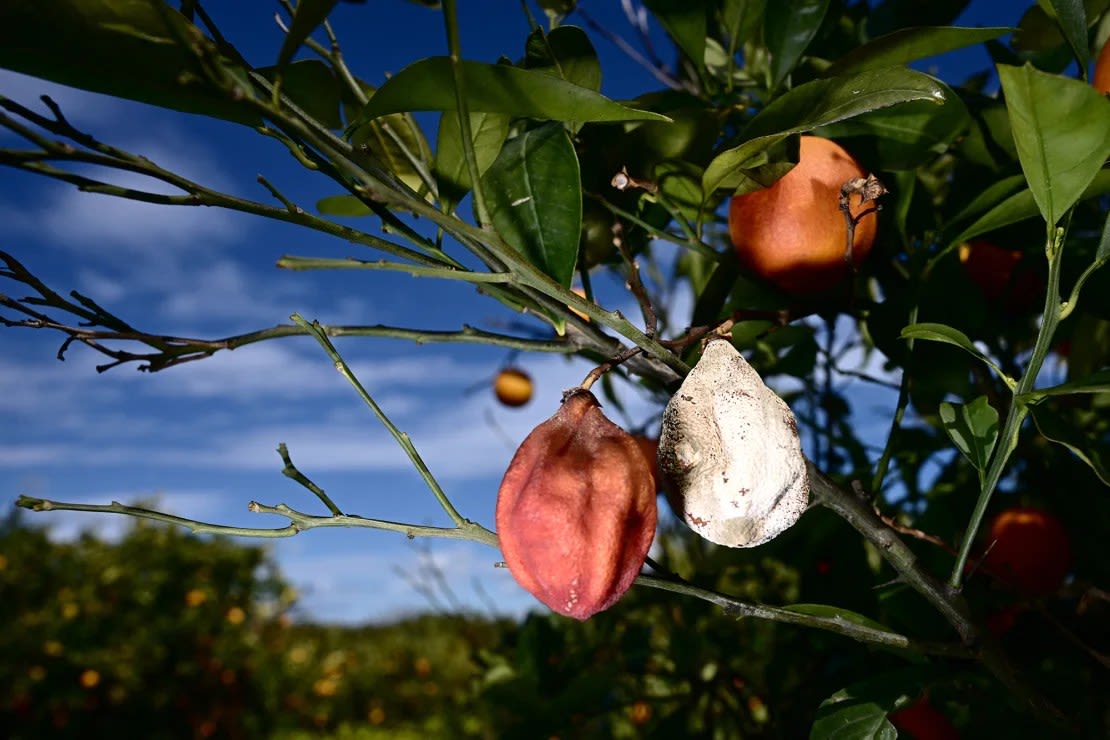 Las naranjas de Sicilia se marchitan a medida que la sequía priva a los huertos y granjas de la isla del agua que tanto necesitan.