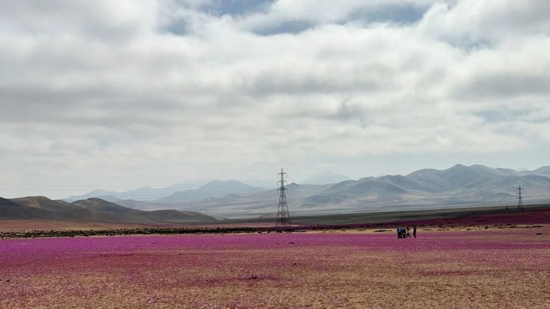 El desierto florece cada dos años cuando las precipitaciones y las temperaturas son las adecuadas para despertar las semillas latentes. Crédito: Rodrigo Gutiérrez/Reuters.