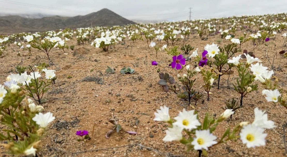 Las floraciones del desierto suelen aparecer en primavera, pero las lluvias más intensas de lo habitual de este año han hecho que las flores aparezcan antes. Crédito: Rodrigo Gutiérrez/Reuters.