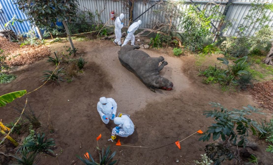 Las escenas del crimen se recrean con animales de peluche de tamaño real. Crédito: Jo Munnik/CNN