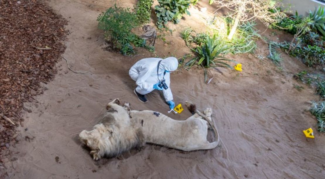 Los animales disecados se utilizan para crear situaciones que los alumnos pueden encontrarse en la vida real. Se enseña a los alumnos a buscar y manipular pruebas que podrían utilizarse ante un tribunal. Crédito: Jo Munnik/CNN