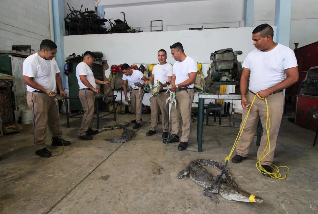 Bomberos con cocodrilos capturados tras el desbordamiento de la laguna de El Carpintero. (Foto: Stringer/Reuters).