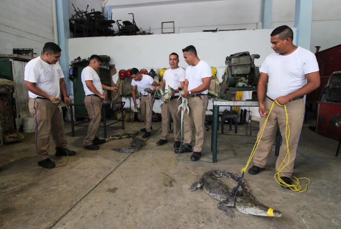 Bomberos con cocodrilos capturados tras el desbordamiento de la laguna de El Carpintero. (Foto: Stringer/Reuters).