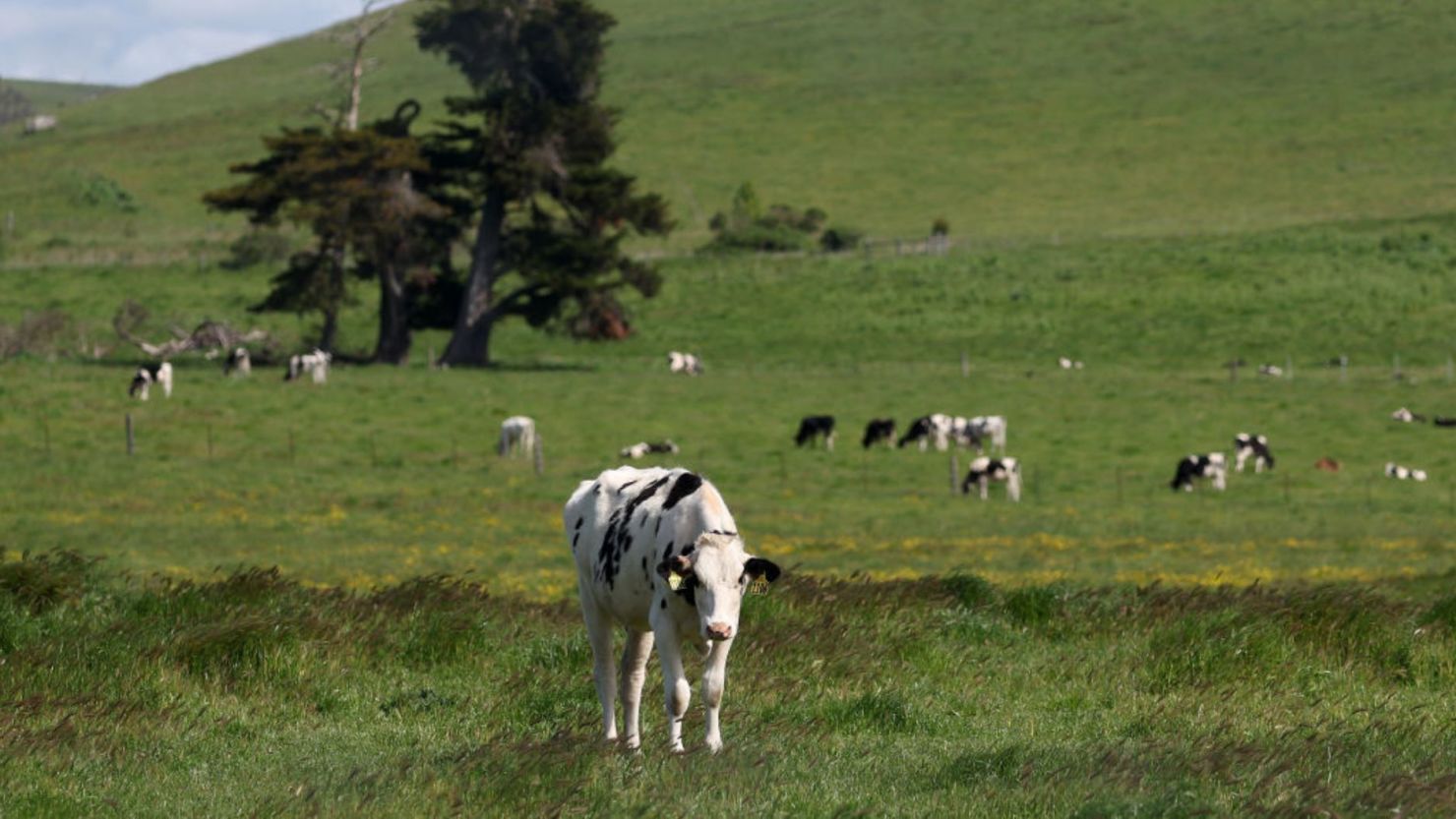 Vacas pastan en un campo en una granja lechera el 26 de abril de 2024 en Petaluma, California.