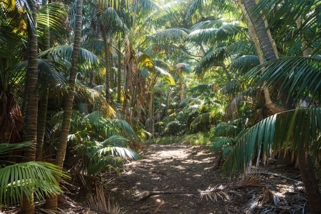 Con sólo 11 kilómetros de largo, la isla está densamente poblada de plantas y animales que no se encuentran en ningún otro lugar. Crédito: Matteo Colombo/Digital Vision/Getty Images