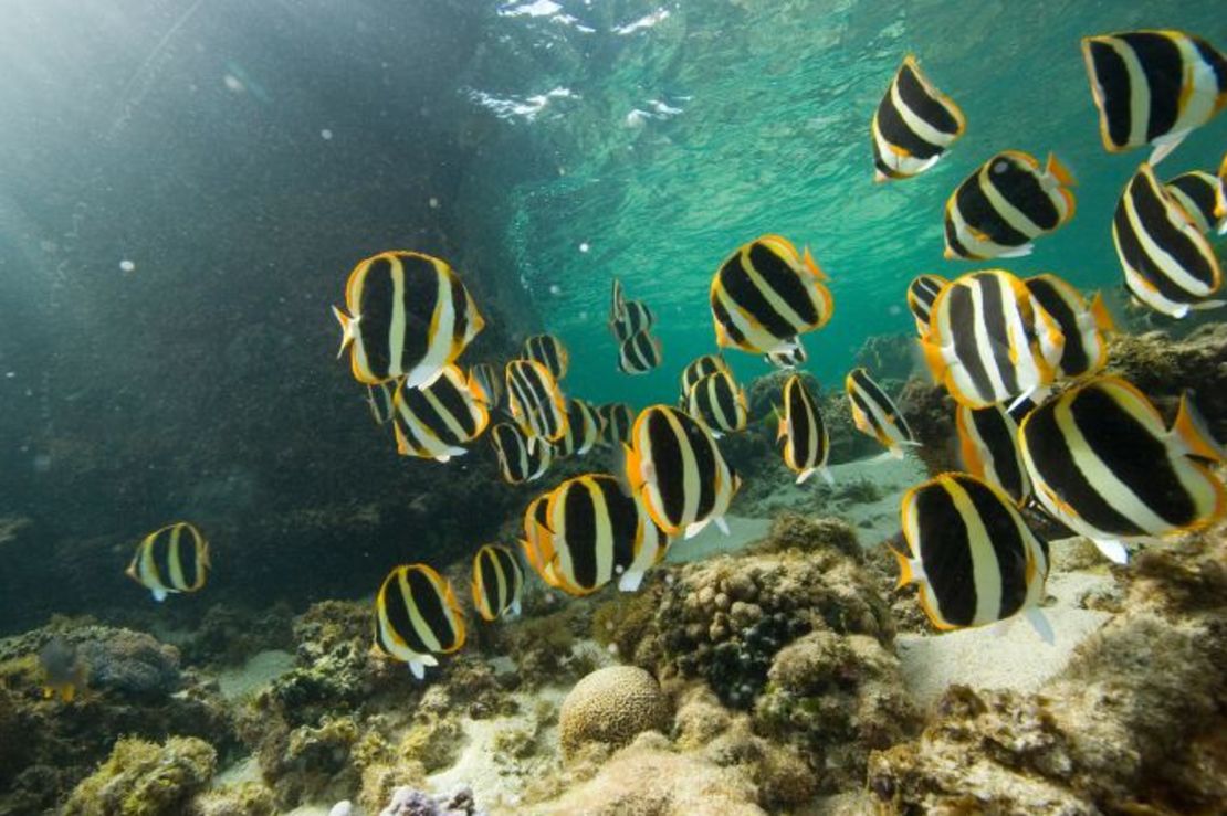 Cerca de 500 especies de peces, estrellas de mar, erizos y cangrejos pueblan la barrera de coral más meridional del mundo, junto a la isla. Crédito: Scott Portelli/Moment RF/Getty Images