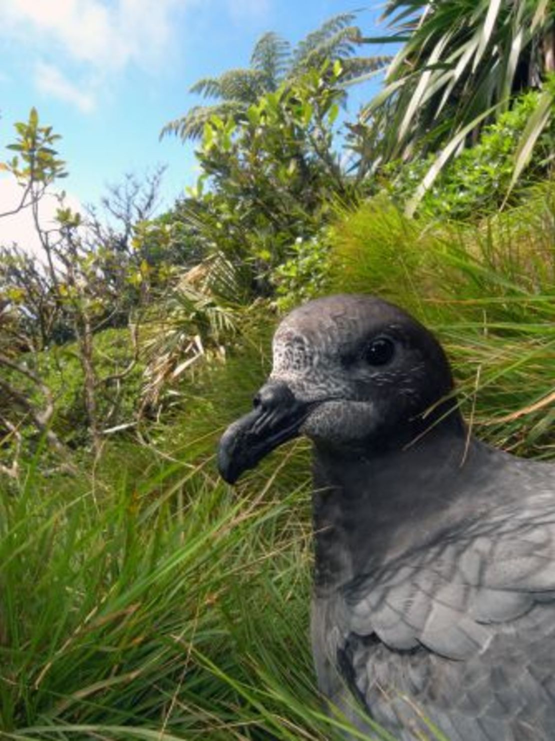 La isla es un paraíso para la fauna, con muchas especies que prosperan tras los esfuerzos por erradicar las criaturas invasoras y no autóctonas. Crédito: Suzanne Long/Alamy Stock Photo