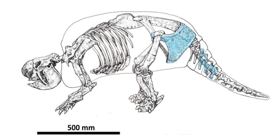 En esta ilustración, las áreas resaltadas (en azul) identifican los huesos fosilizados del espécimen de Neosclerocalyptus desenterrado durante la excavación cerca de la ciudad de Merlo en Argentina.