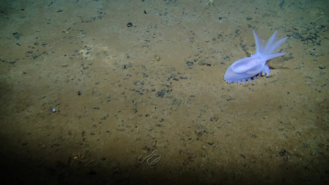 El pepino de mar Amperima sp. se ve en el fondo en la zona este de Clarion-Clipperton. Cortesía de Craig Smith y Diva Amon, Proyecto ABYSSLINE