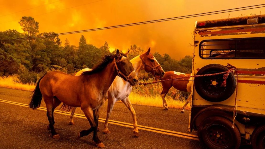 Caballos evacuados mientras el incendio de Park arrasa la comunidad de Cohasset en el condado de Butte, California, el 25 de julio de 2024.