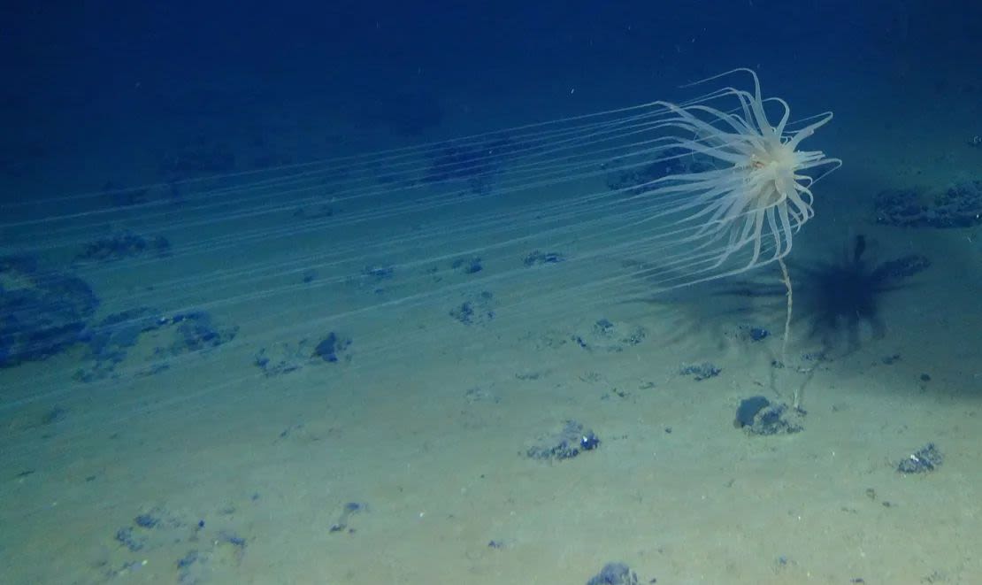 La especie recién descubierta Relicanthus sp. Vive en tallos de esponjas adheridos a nódulos polimetálicos que se encuentran en el fondo marino. (Cortesía: Craig Smith y Diva Amon, Proyecto Abyssline).