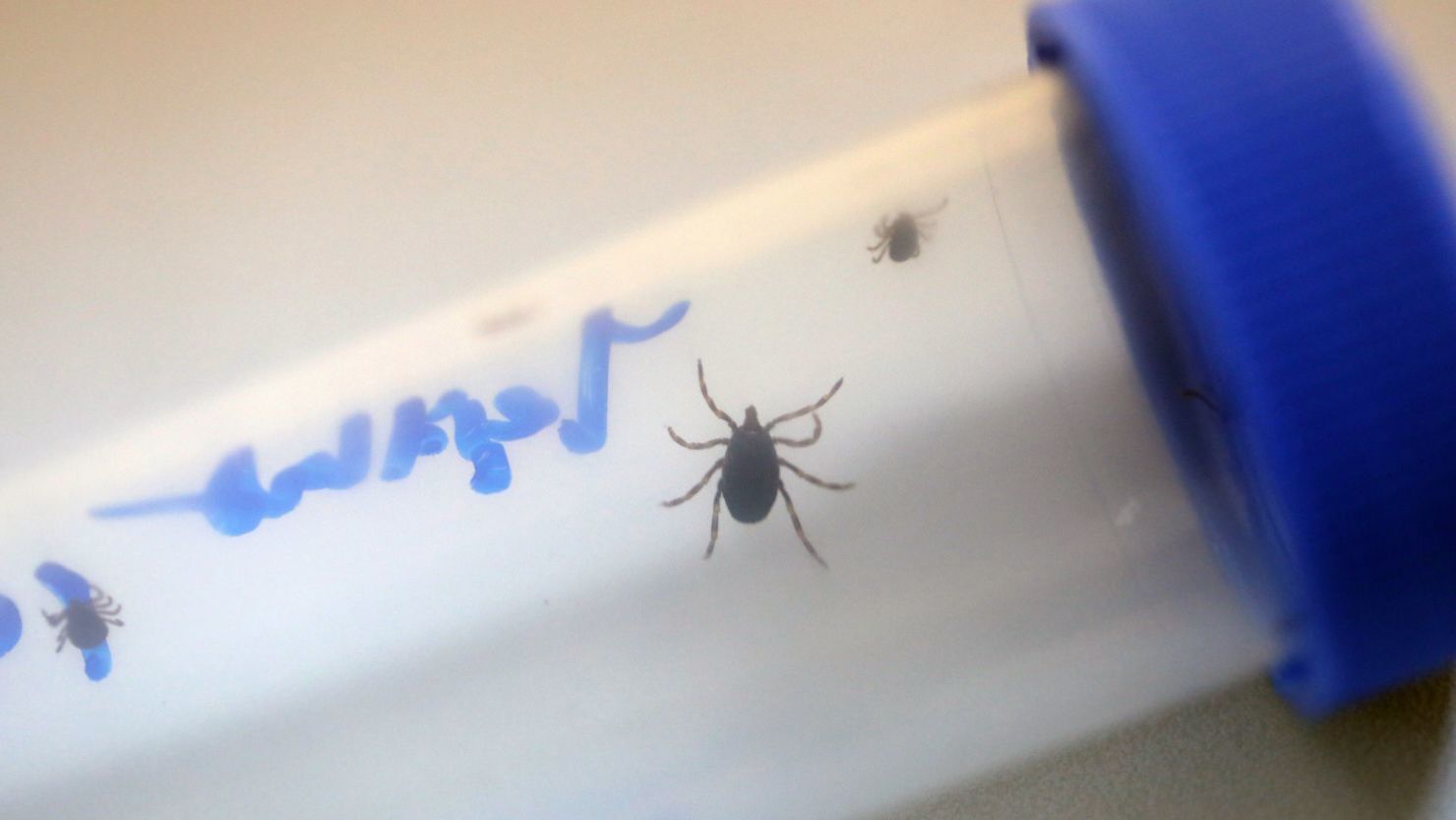 Una garrapata Ixodidae de cuerpo duro, transmisora de la fiebre hemorrágica de Crimea-Congo.