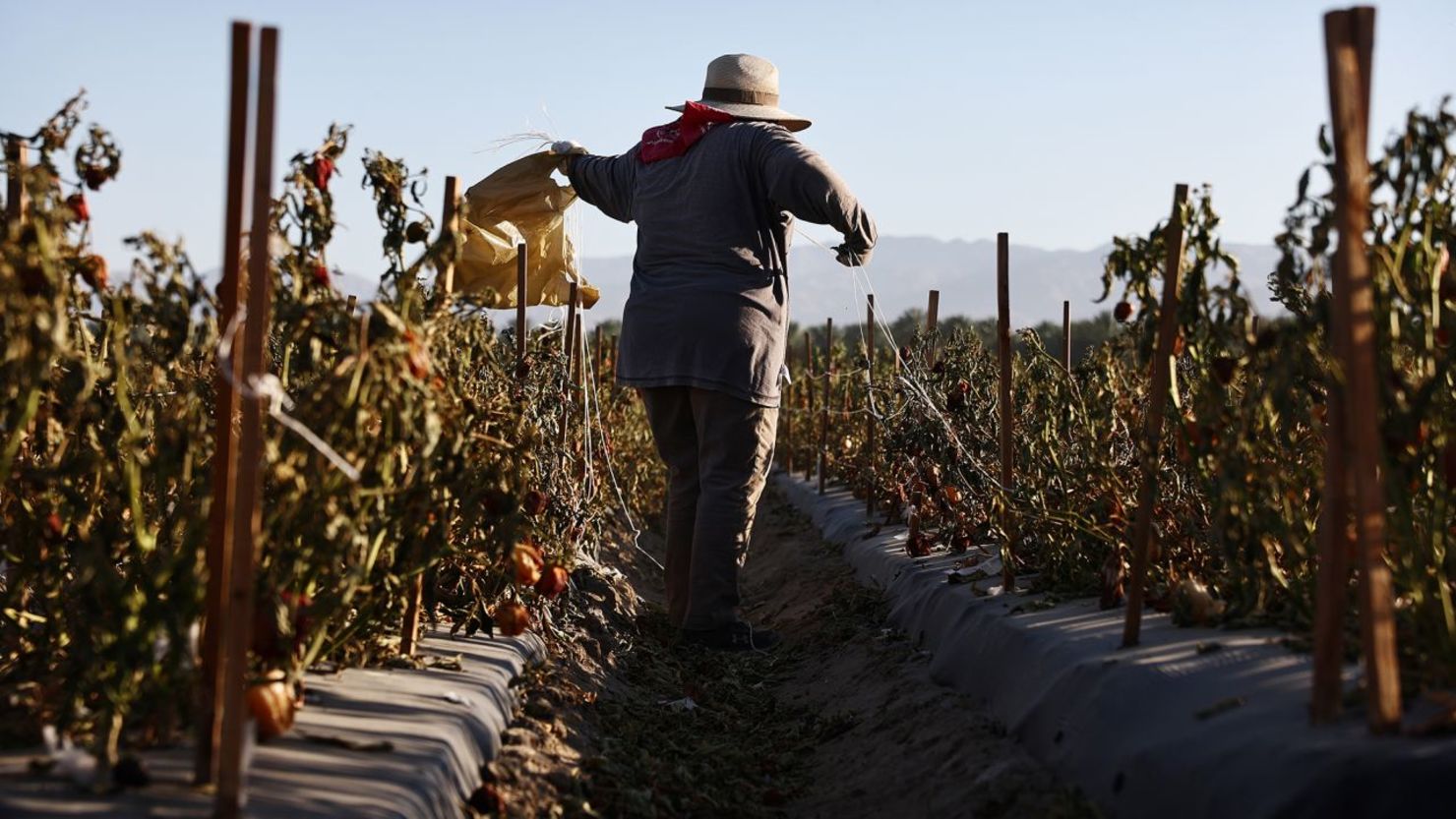 Un trabajador agrícola lleva ropa protectora mientras trabaja en un campo bajo el calor matinal de julio cerca de Coachella, California. Los agricultores de todo el país están luchando para contentarse con el calor extremo de este verano. Crédito: Mario Tama/Getty Images