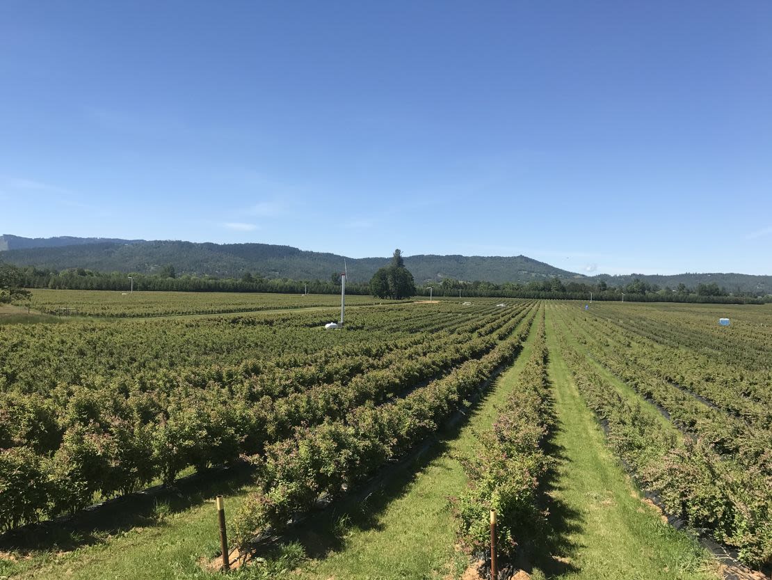 Tom Avinelis lleva más de 40 años cultivando arándanos y cítricos en California y Oregon. Según él, el cambio climático está perjudicando económicamente a su negocio con la reducción del rendimiento de las cosechas. Crédito: Cortesía de Tom Avinelis