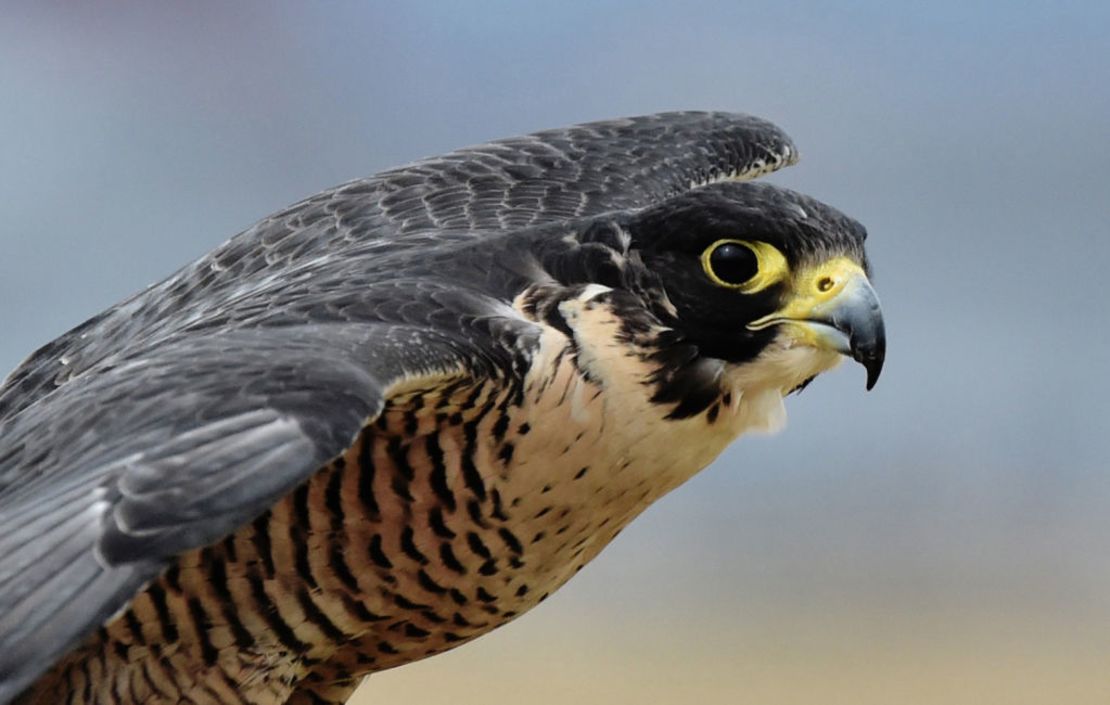 Un halcón peregrino preparado para ser liberado y patrullar las pistas y el espacio aéreo sobre el Aeropuerto Internacional Benito Juárez de la Ciudad de México el 29 de enero de 2018.