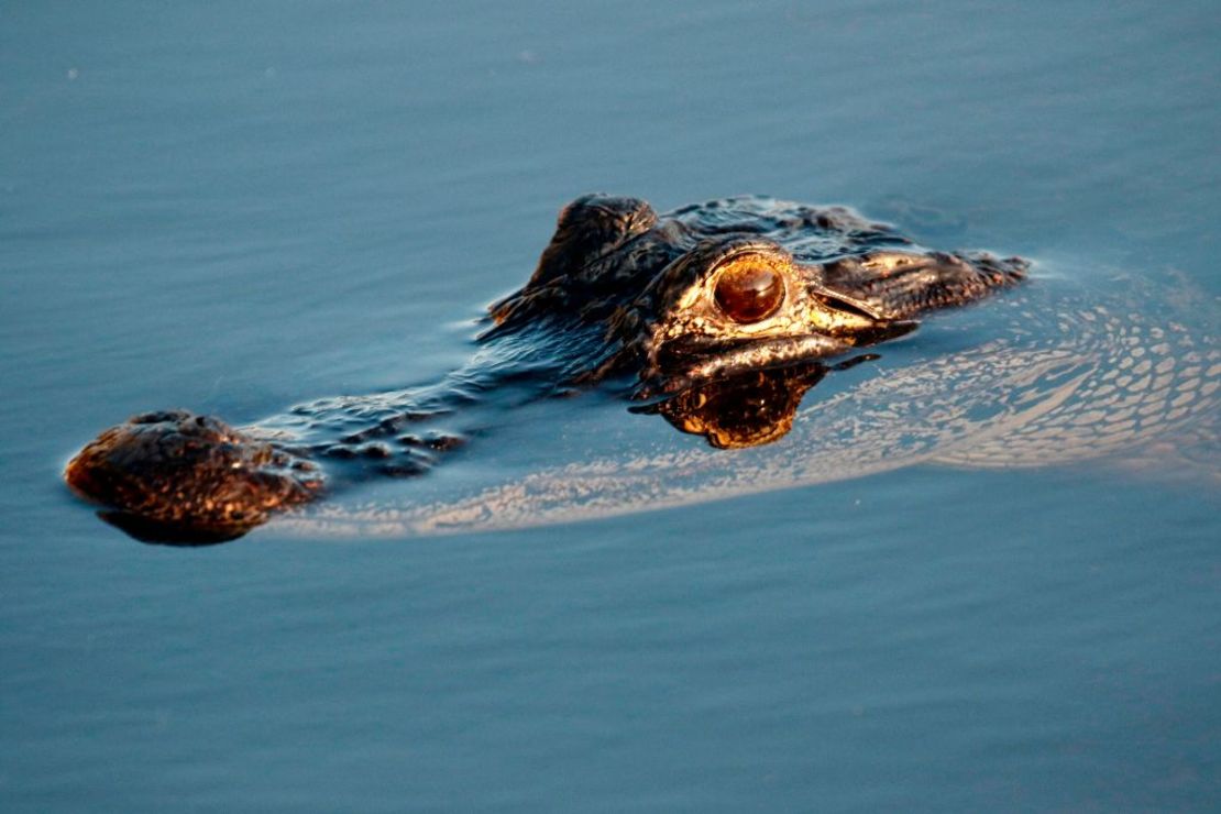 Un aligátor americano en un canal en Everglades Holiday Park en Fort Lauderdale, Florida, el 27 de abril de 2019.