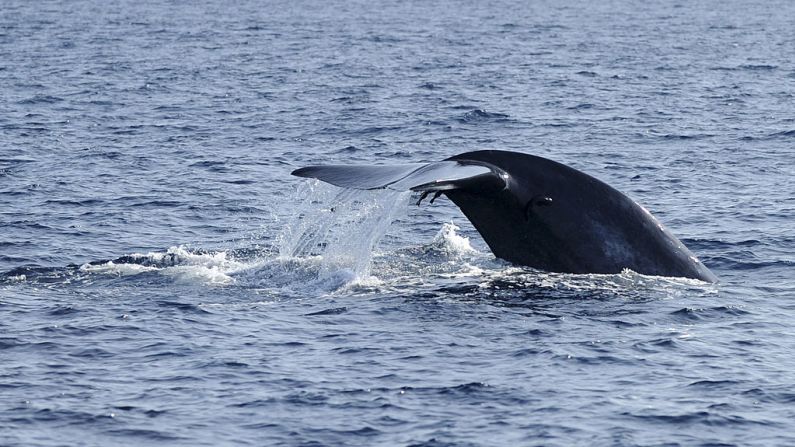 Una aleta de ballena azul fotografiada sobre las aguas frente a la ciudad de Mirissa, al sur de Sri Lanka, el 21 de enero de 2012.