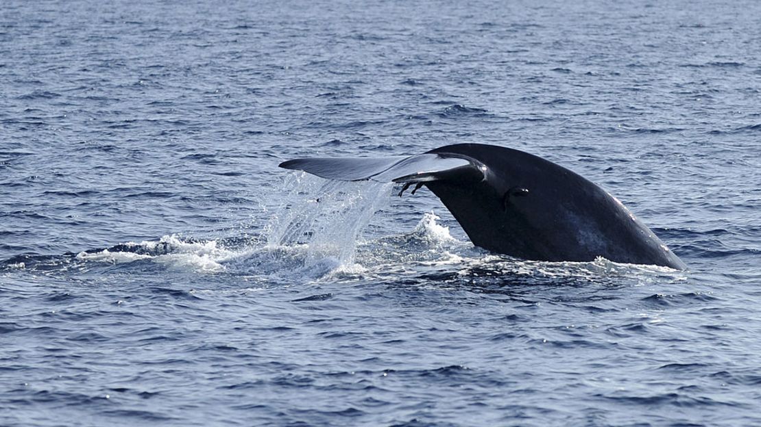 Una aleta de ballena azul fotografiada sobre las aguas frente a la ciudad de Mirissa, al sur de Sri Lanka, el 21 de enero de 2012.