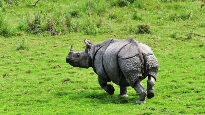 En esta imagen tomada el 27 de marzo de 2022, un rinoceronte indio corre en la cordillera de Agratoli, en el Parque Nacional de Kaziranga.