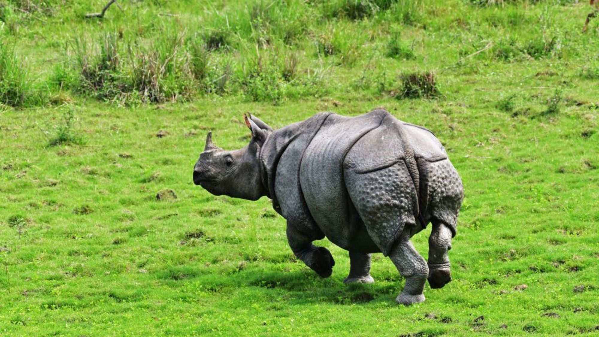 CNNE 1731123 - india-rhino-census