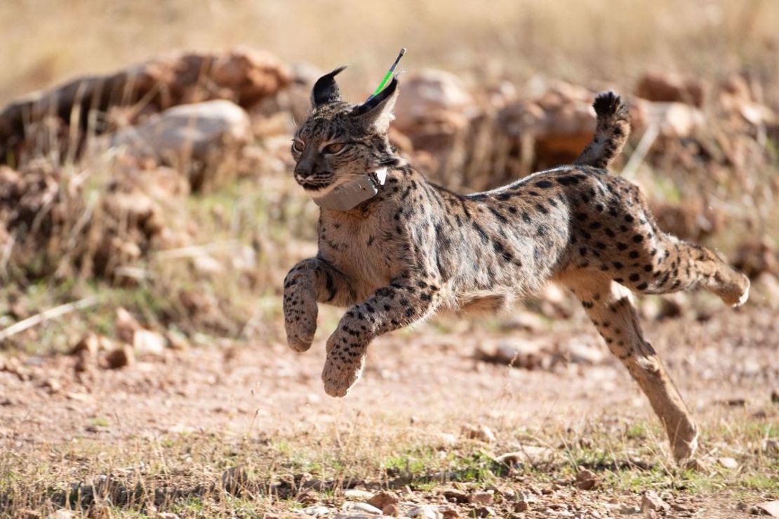 Un lince ibérico da sus primeros pasos tras ser liberado en la sierra de Arana, a 40 km de Granada, el 19 de diciembre de 2022.