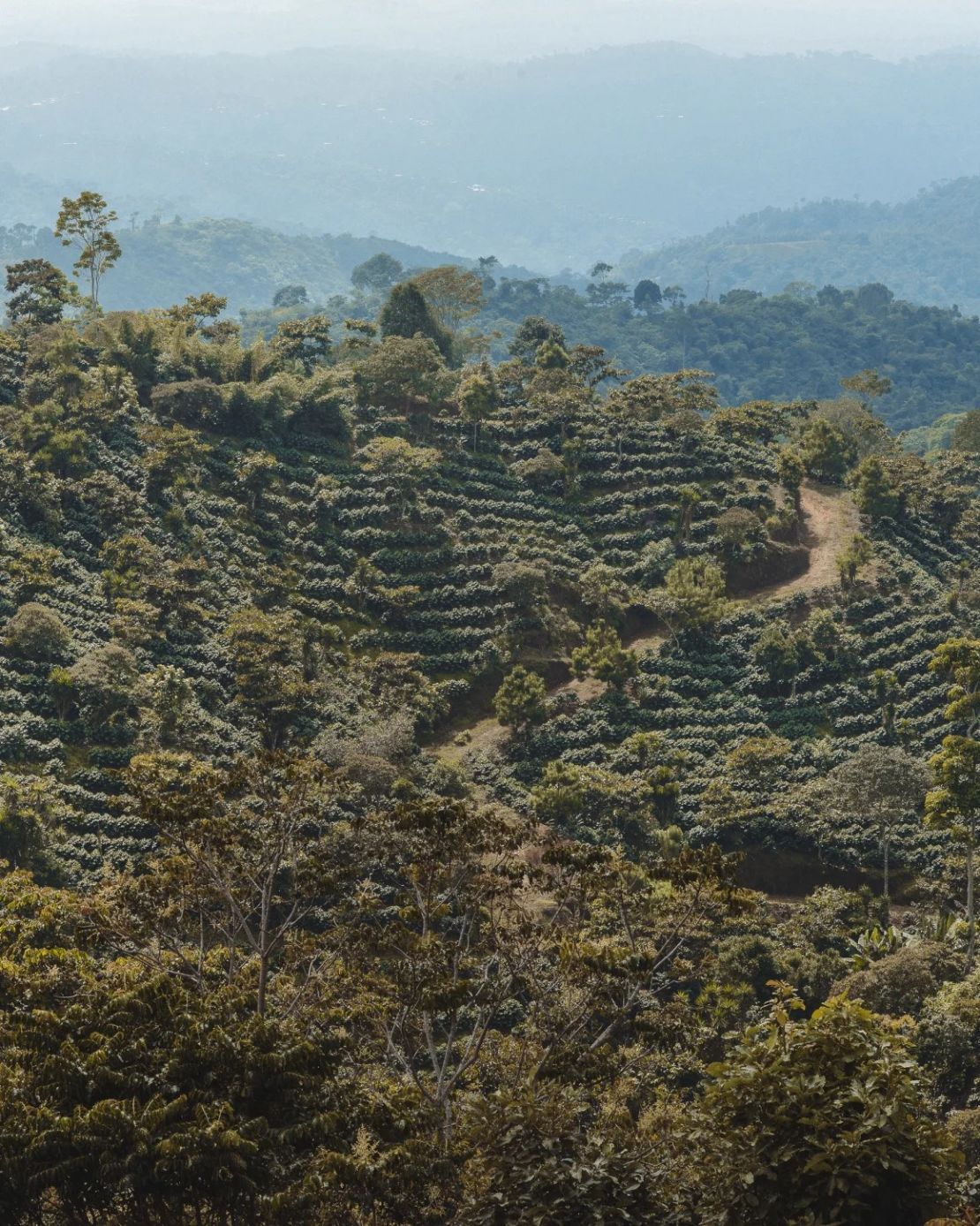 Un lote de café en la Finca Hamburgo. Cortesía: Miranda Edelmann