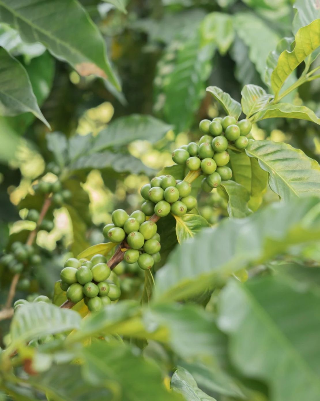 Una planta de café Arábica cultivada por la familia Edelmann. Cortesía: Miranda Edelmann